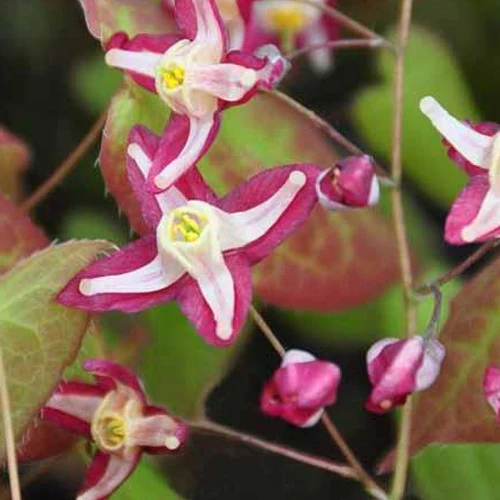 Elfenbloem 'Galadriel'