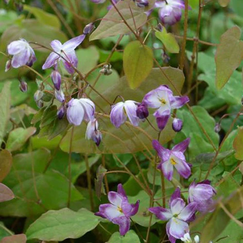 Elfenbloem Merlin
