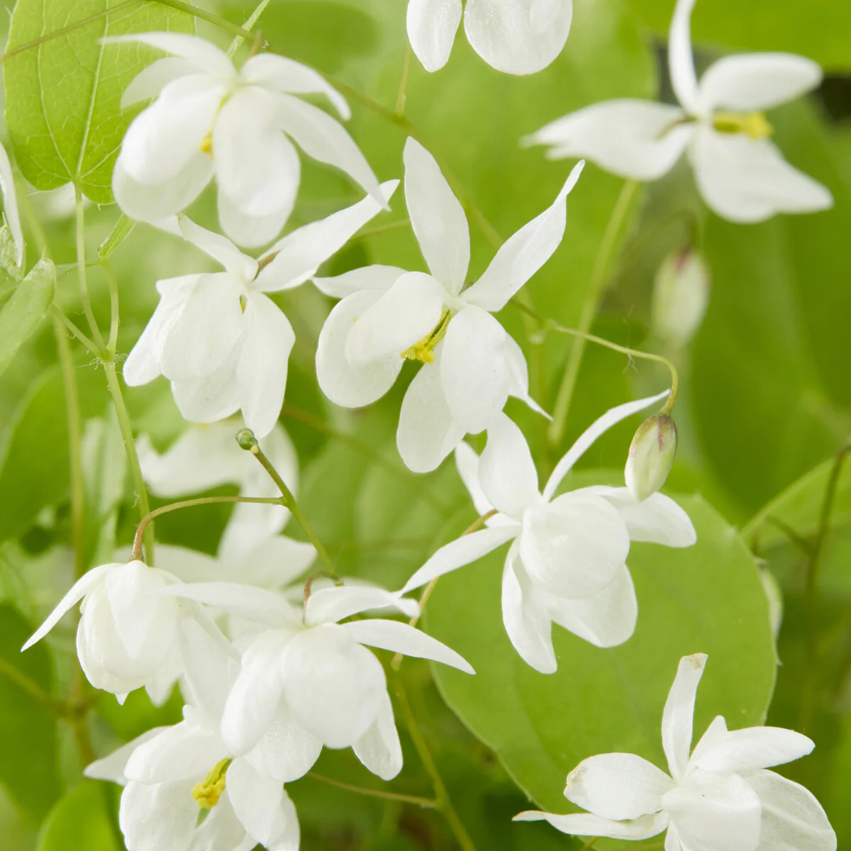Elfenbloem Niveum - Image 2