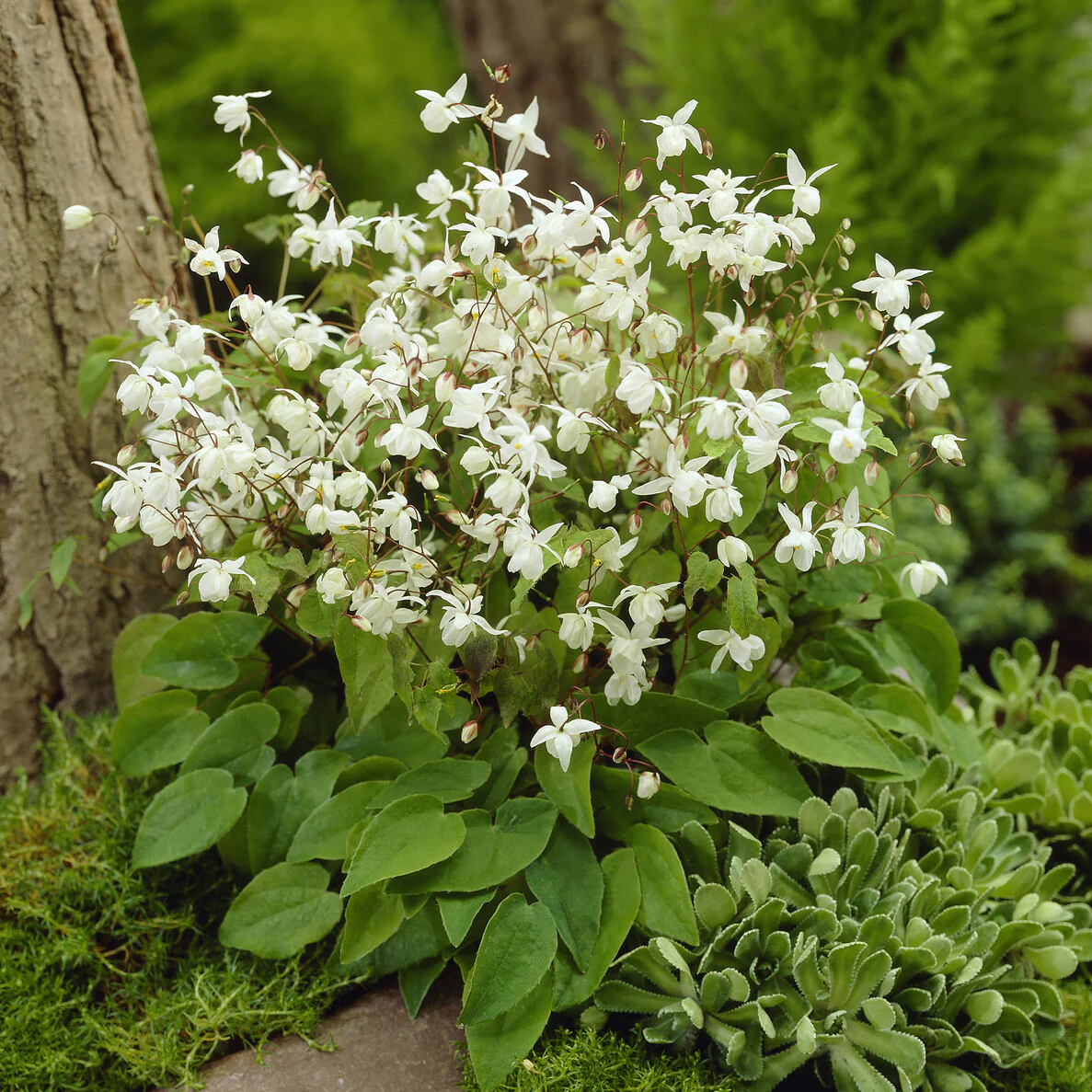 Elfenbloem Niveum - Image 3