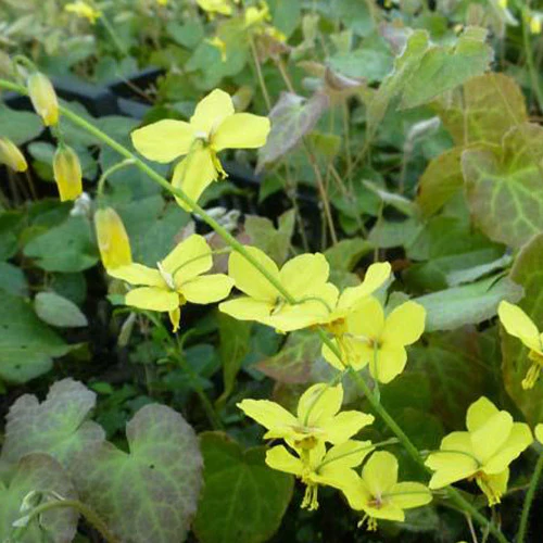 Elfenbloem perralderianum