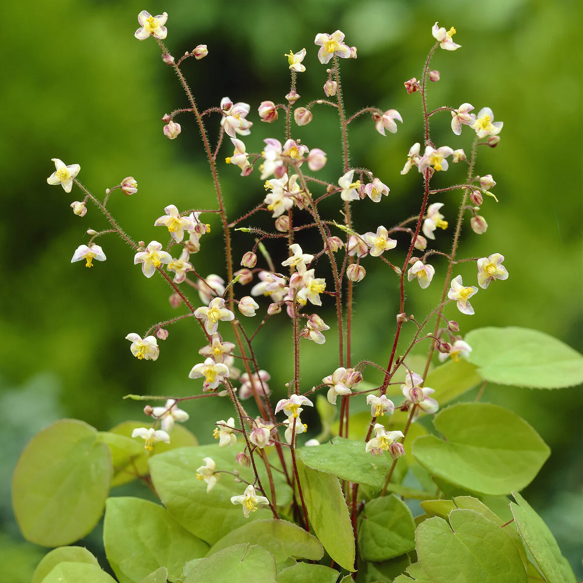 Elfenbloem pubigerum - Image 2