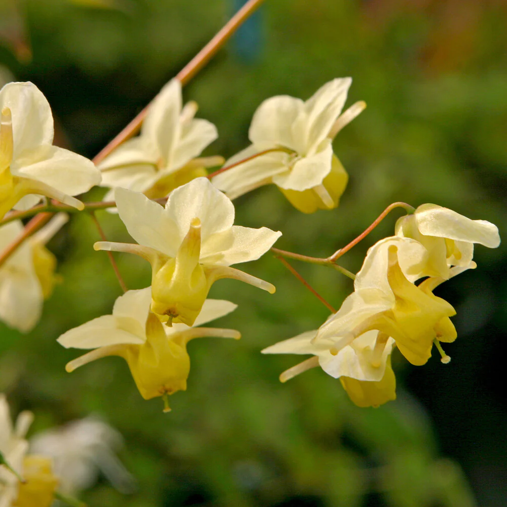Elfenbloem Sulphureum - Image 3