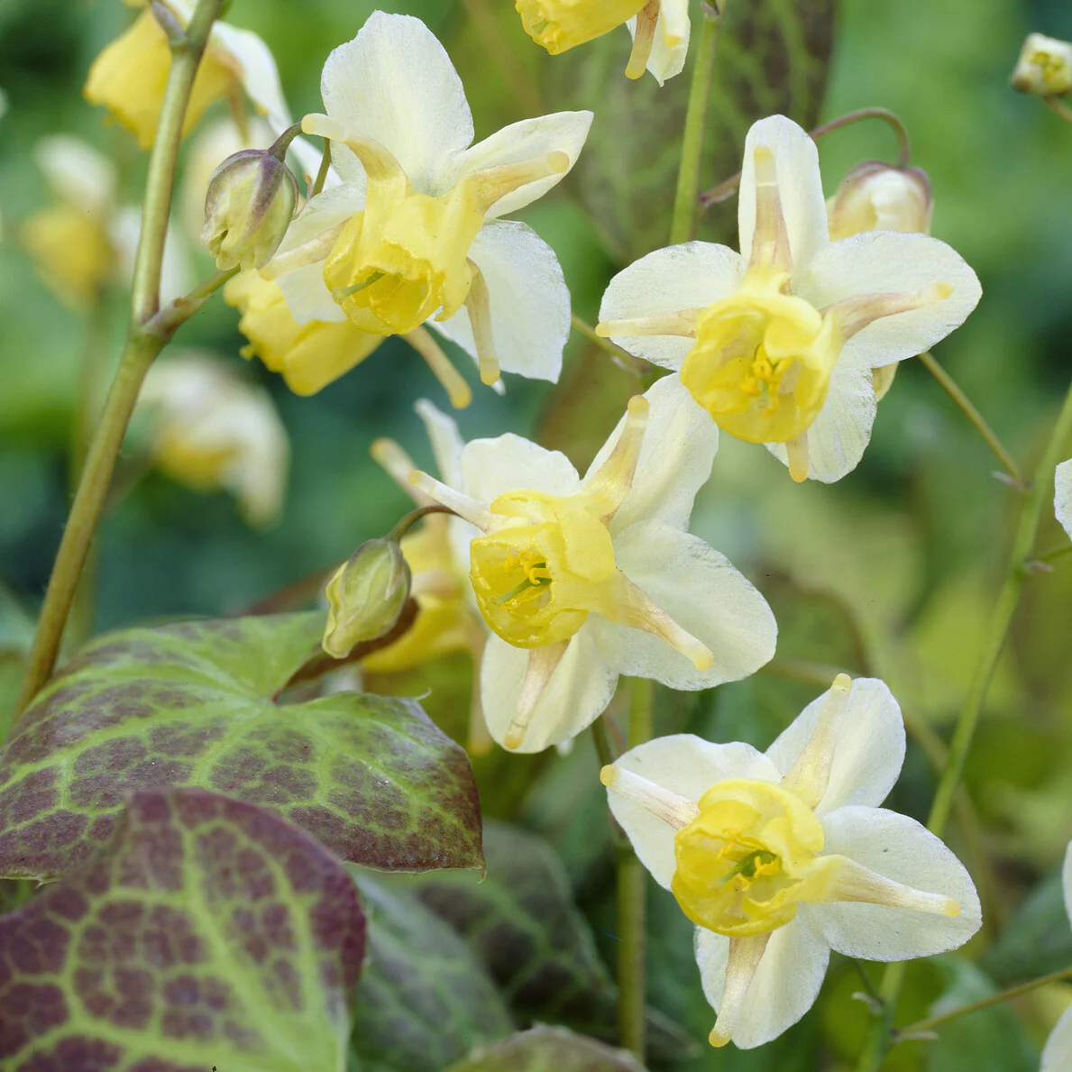 Elfenbloem Sulphureum - Image 4