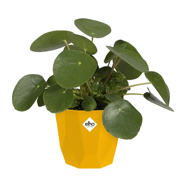 Elho Bloempot B for rock - oker - Image 3