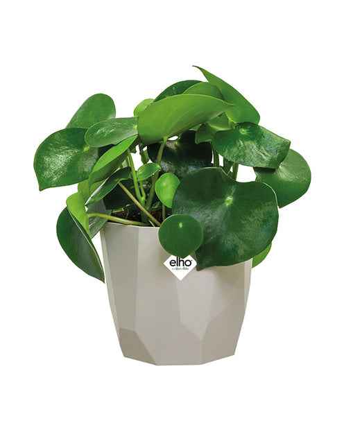 Elho Bloempot B for rock - warm grijs - Image 3