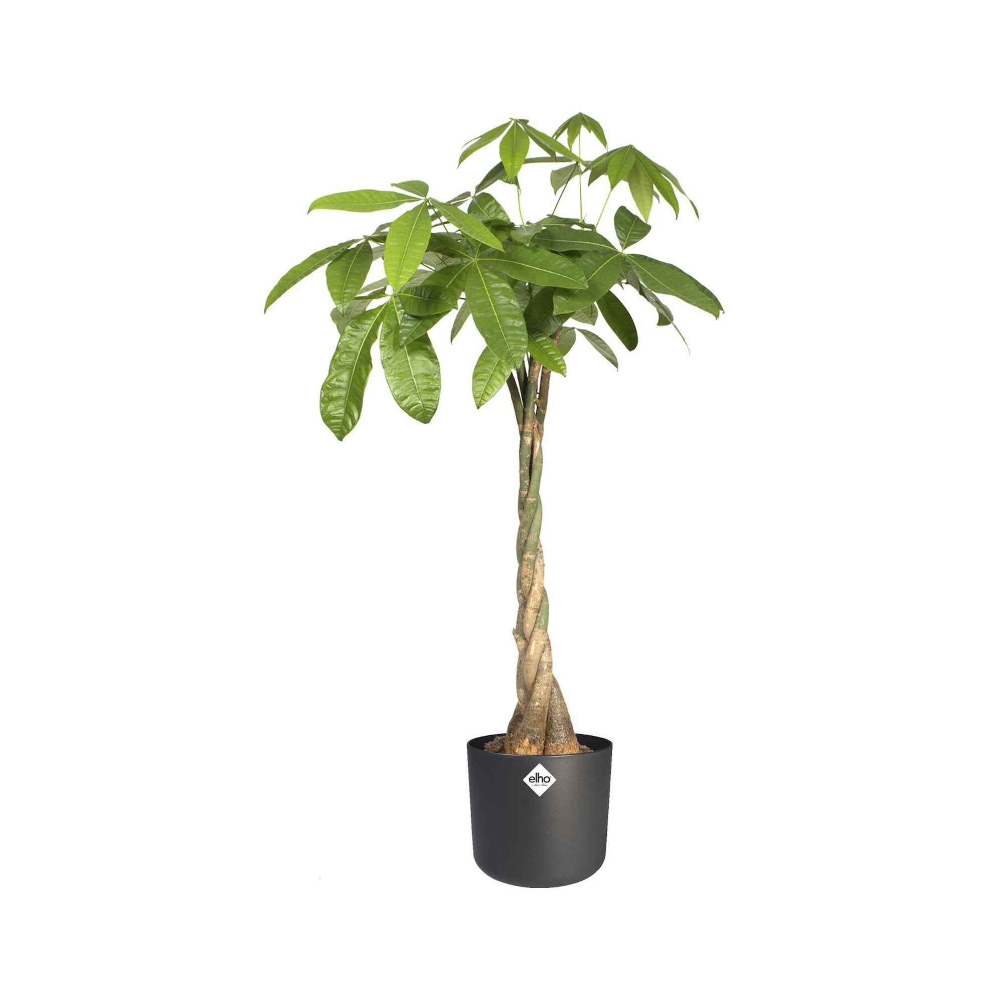 Elho bloempot B.for soft rond antraciet - Binnenpot - Image 6