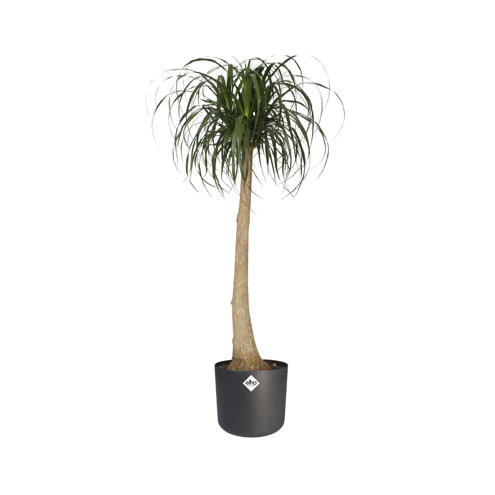 Elho bloempot B.for soft rond antraciet - Binnenpot - Image 8