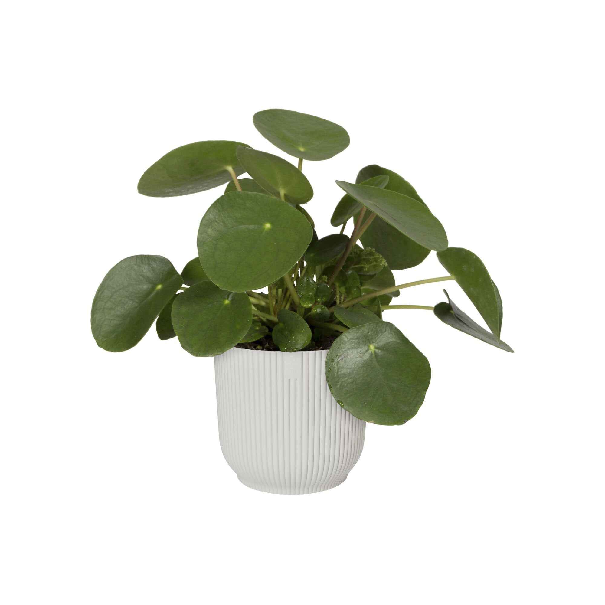Bloempot Elho vibes fold zijdewit - Image 2
