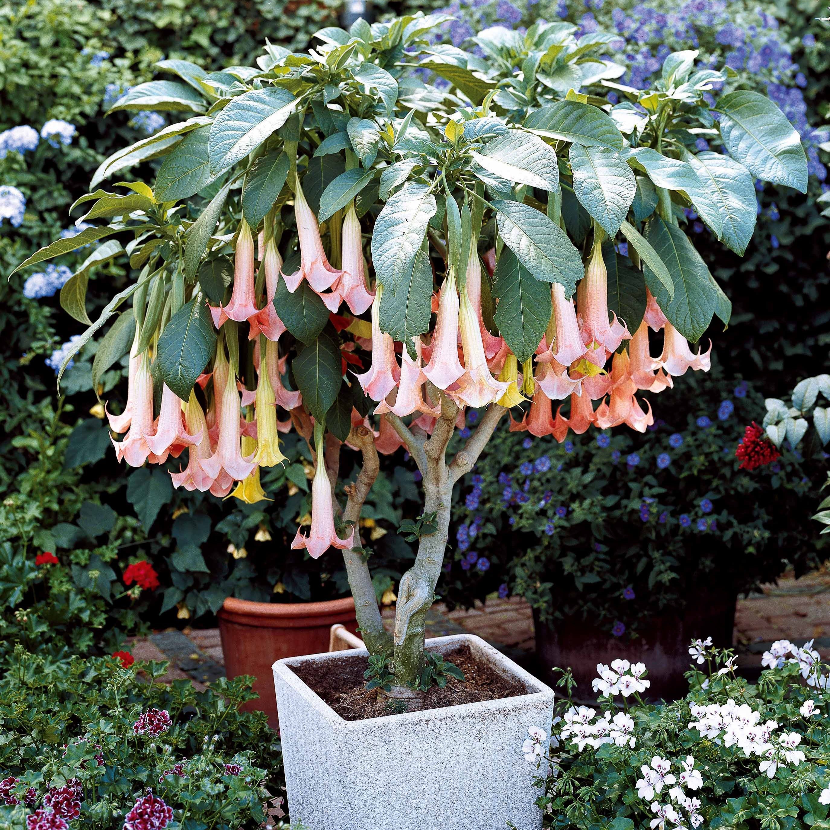 Engelentrompet 'Exotic Pink' - Image 2