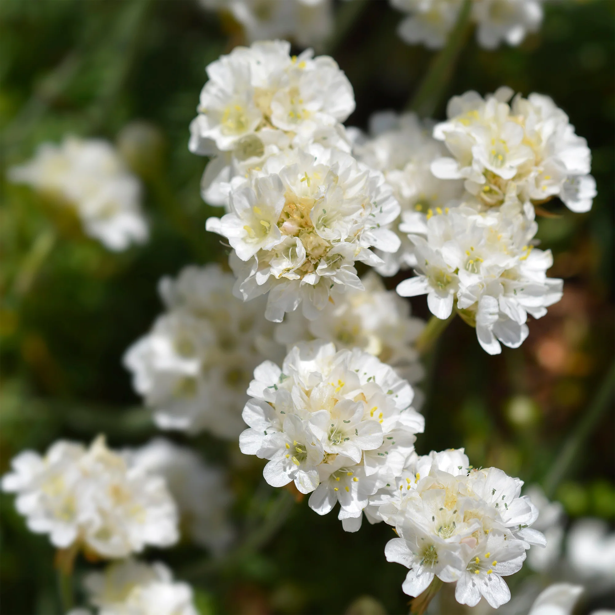 Engels gras 'Alba' - Image 3