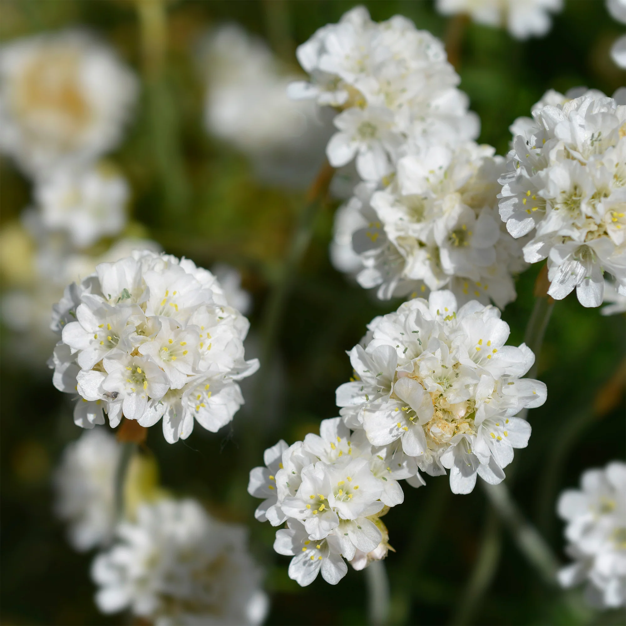 Engels gras 'Alba' - Image 4
