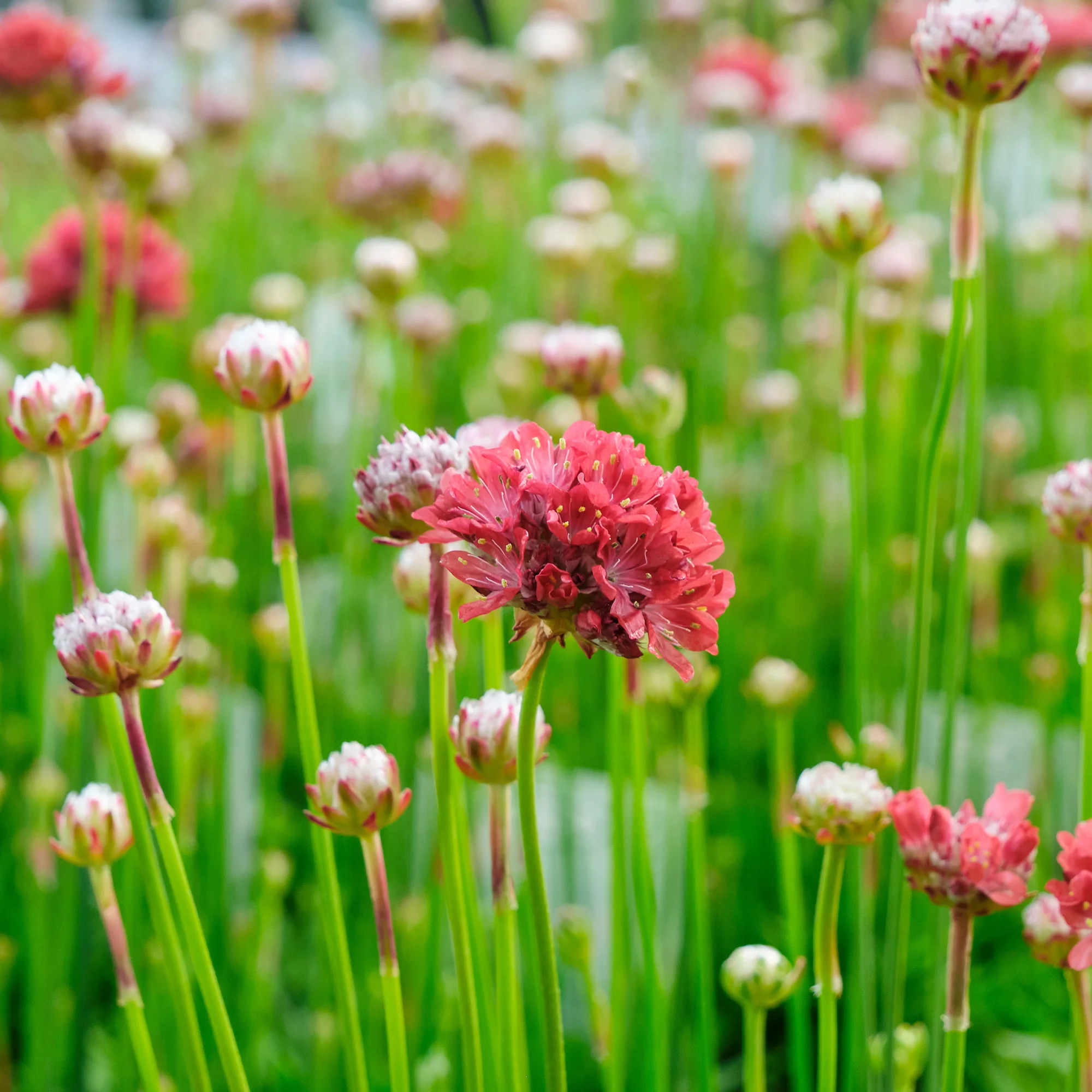 Engels gras Ballerina Rood