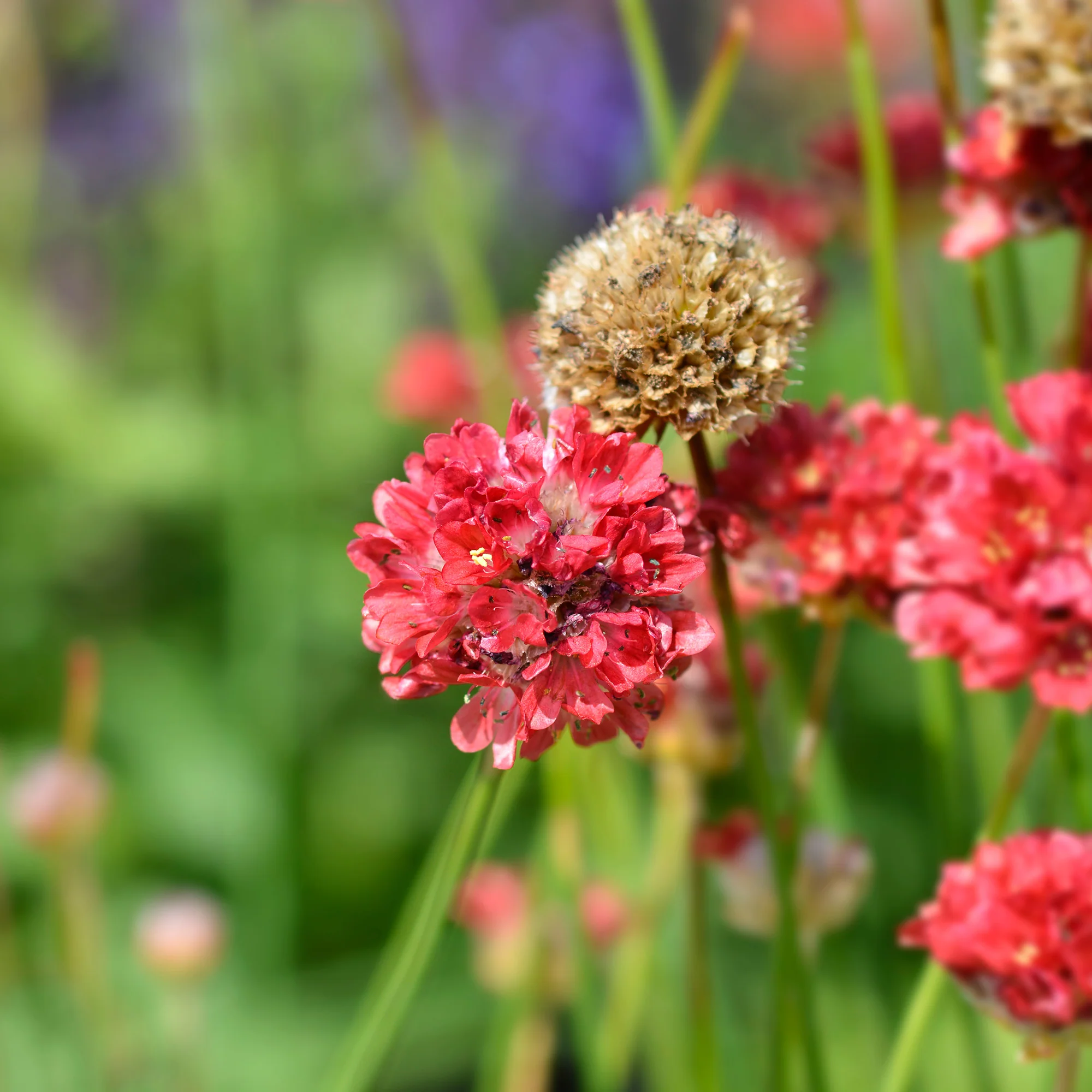 Engels gras Ballerina Rood - Image 2