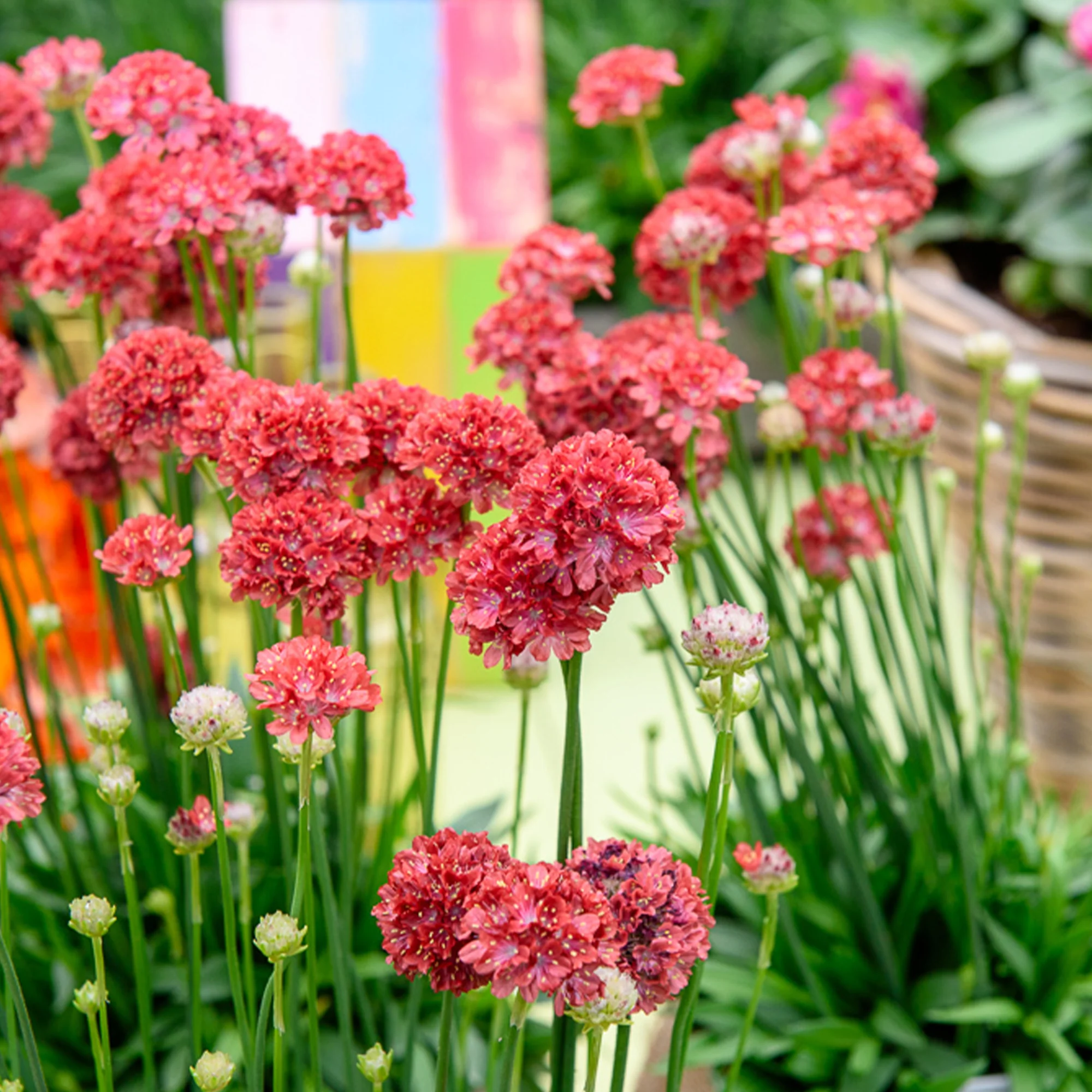 Engels gras Ballerina Rood - Image 3