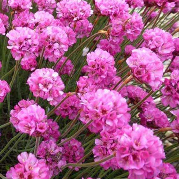 Engels gras 'Rubrifolia'