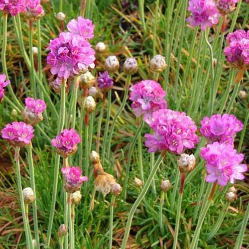 Engels gras Splendens Perfecta (x3)