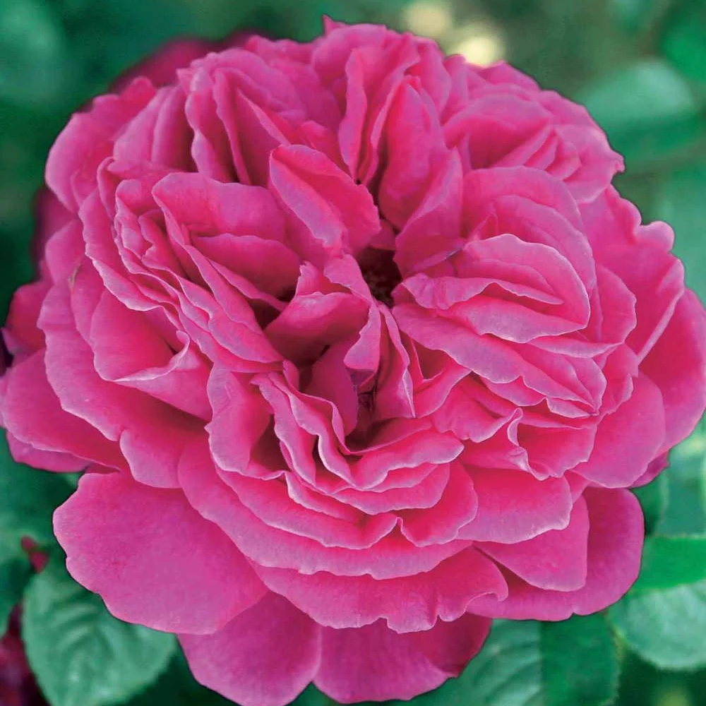 Engelse roos 'Fish Ausgreen'®