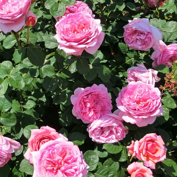 Engelse roos 'Her's Ausgreen'®