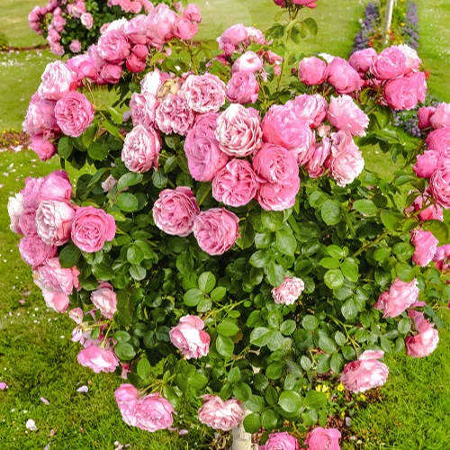 Engelse roos 'Her's Ausgreen'® - Image 3