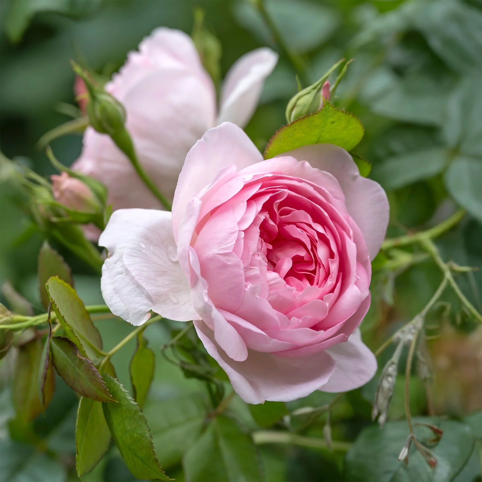 Engelse roos 'Her's Ausgreen'® - Image 4