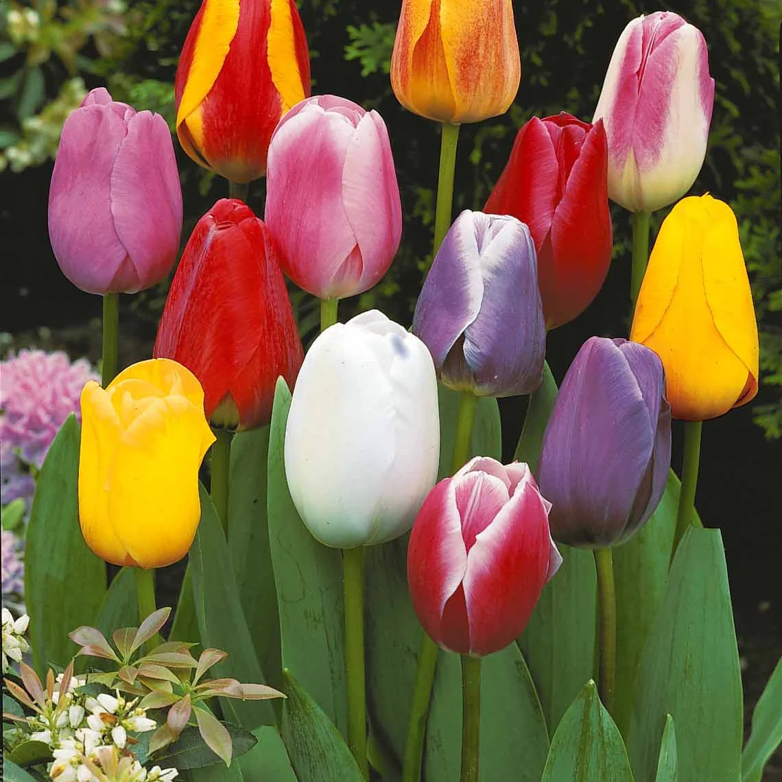 Enkele Late Tulpen gemengd (x20)