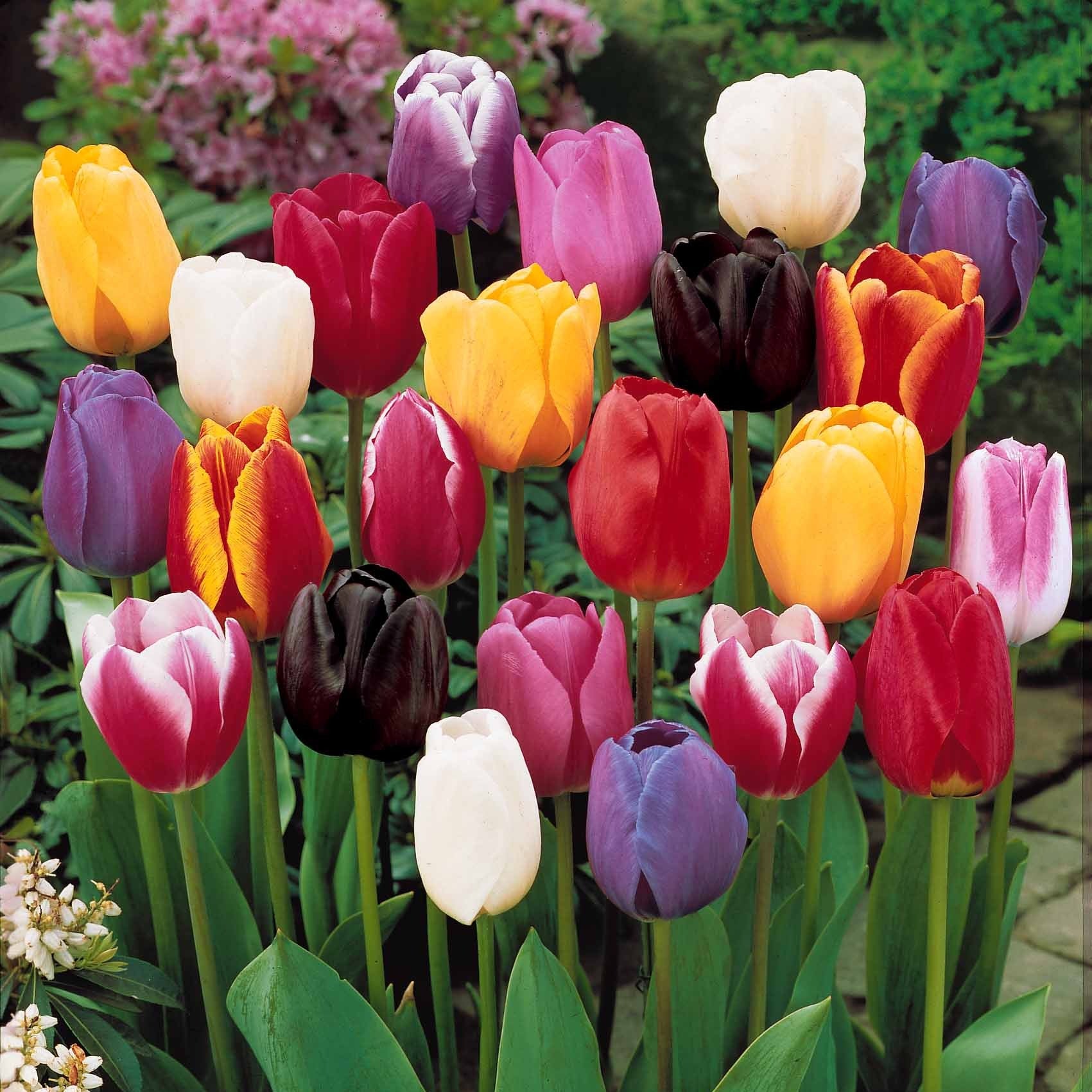 Enkele Late Tulpen gemengd (x20) - Image 2