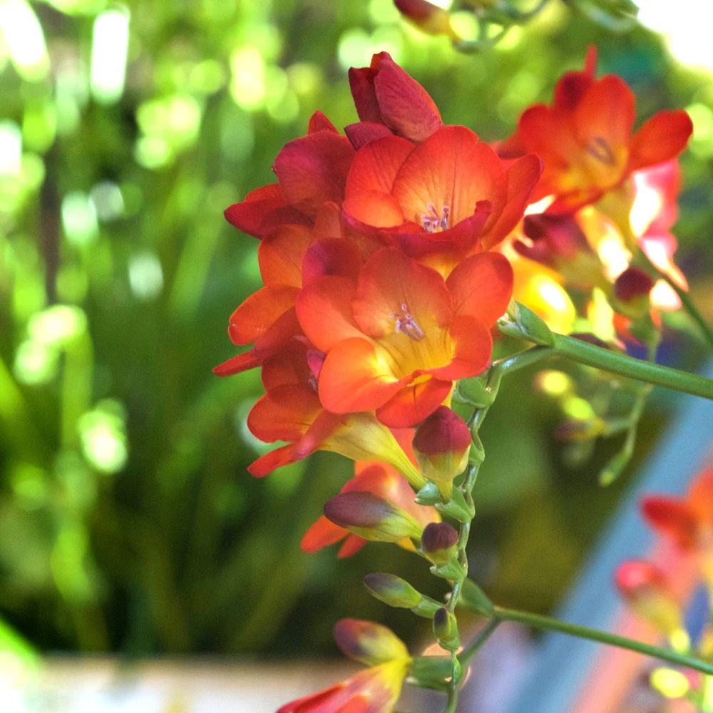 Enkele Rode Freesia