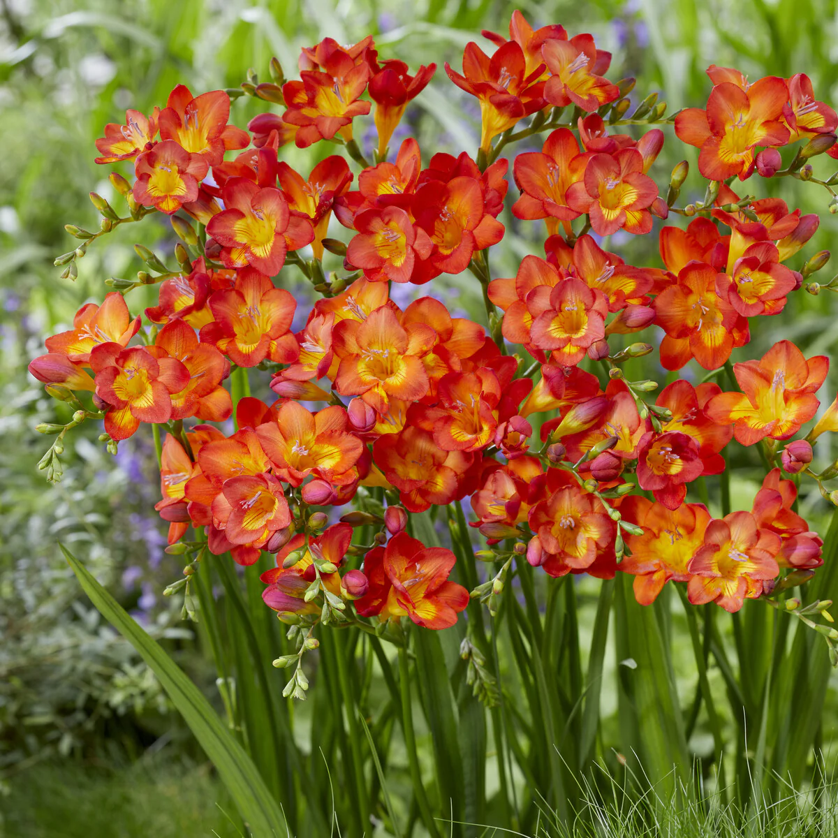 Enkele Rode Freesia - Image 2