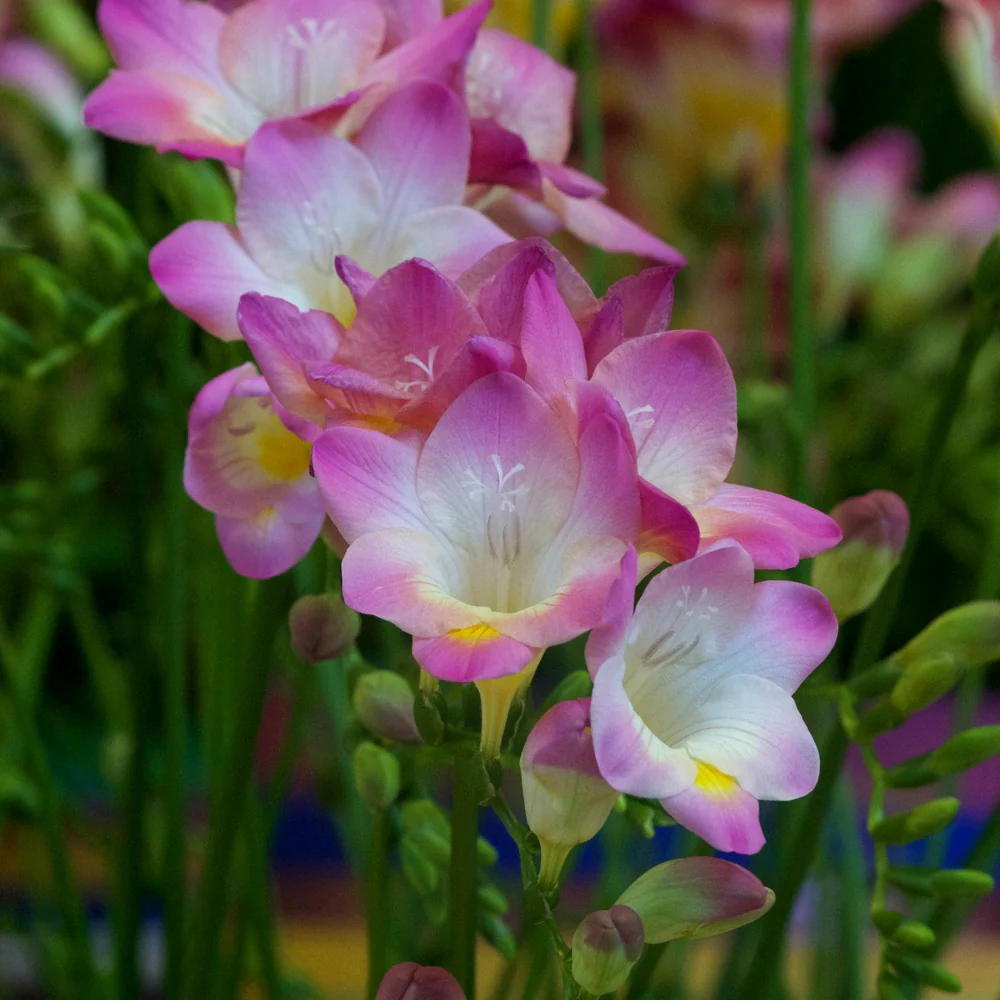 Enkele Roze Freesia