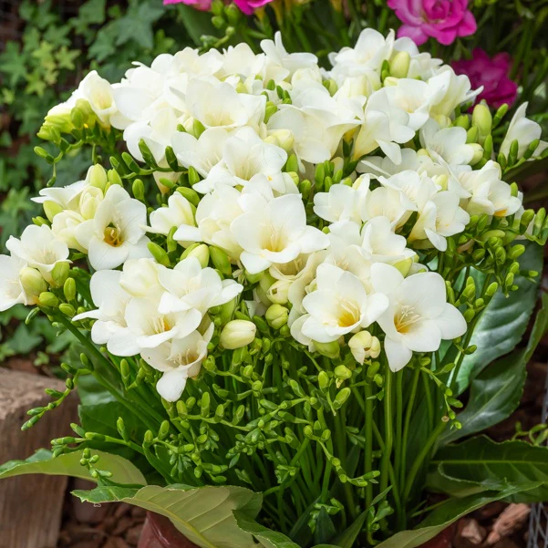Enkele Witte Freesia