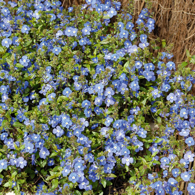 Ereprijs Georgia Blue - Image 2