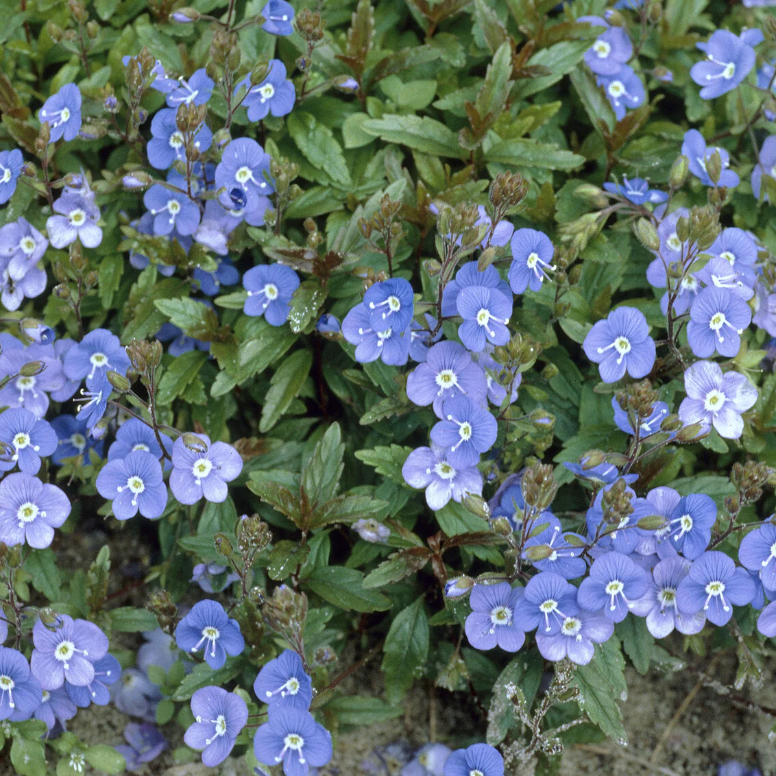 Ereprijs Georgia Blue - Image 3