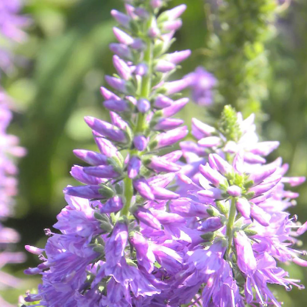 Ereprijs 'Lilac Fantasy'