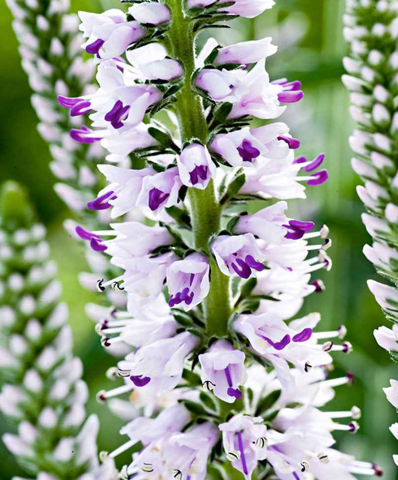 Ereprijs 'Pink Eveline'