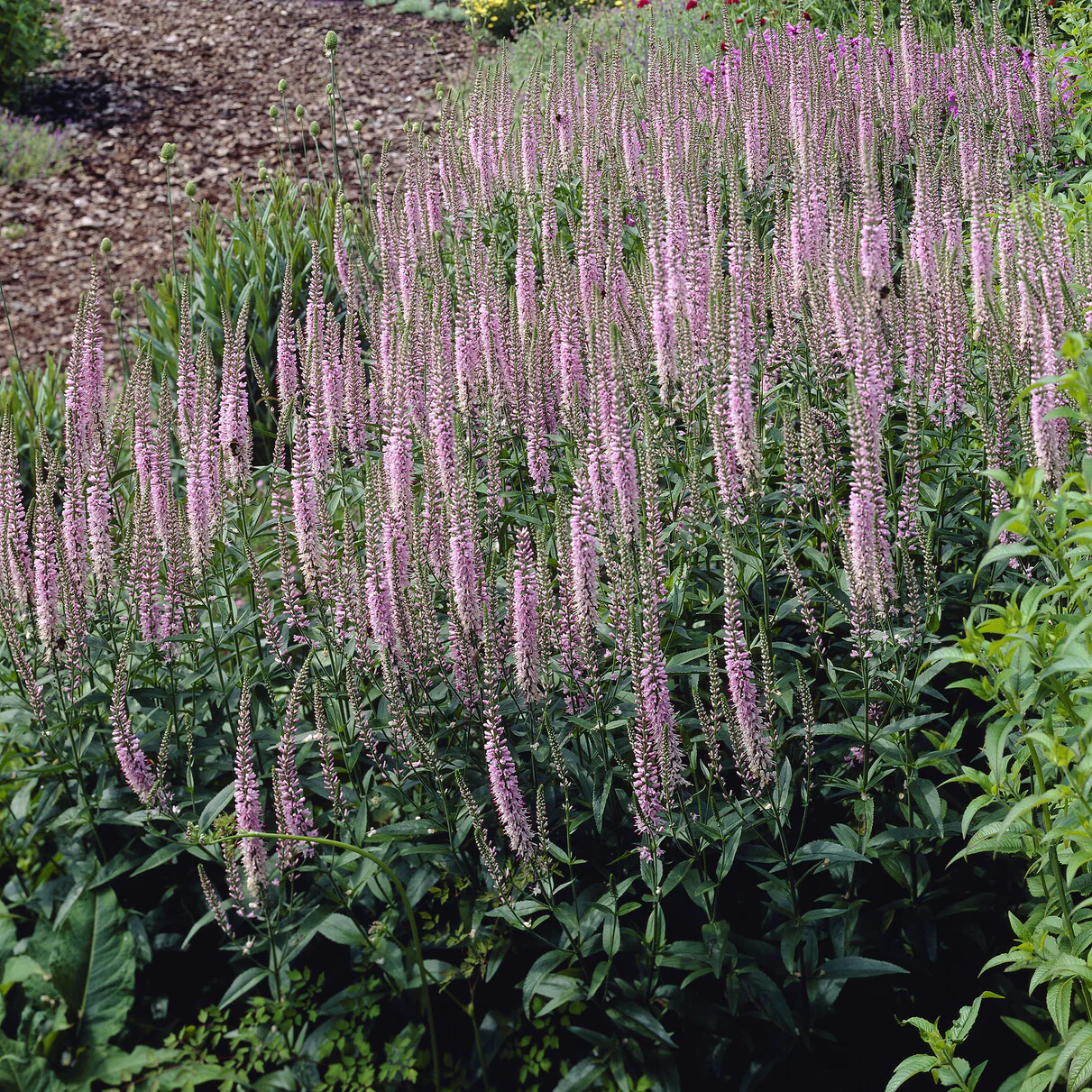 Ereprijs Pink Damask