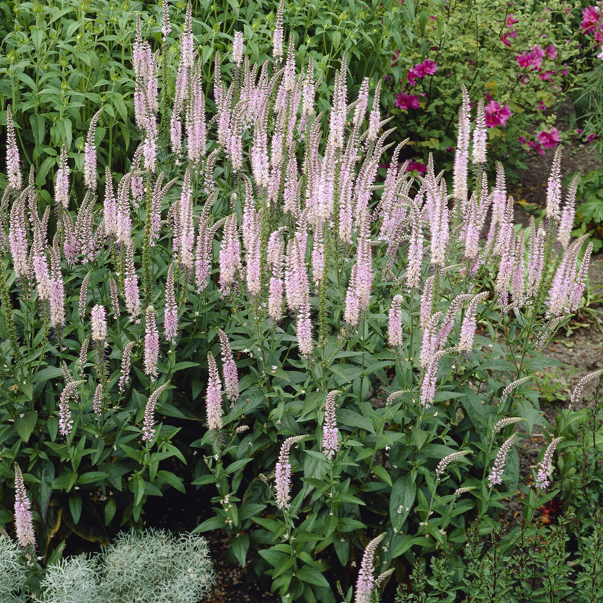 Ereprijs Pink Damask - Image 2