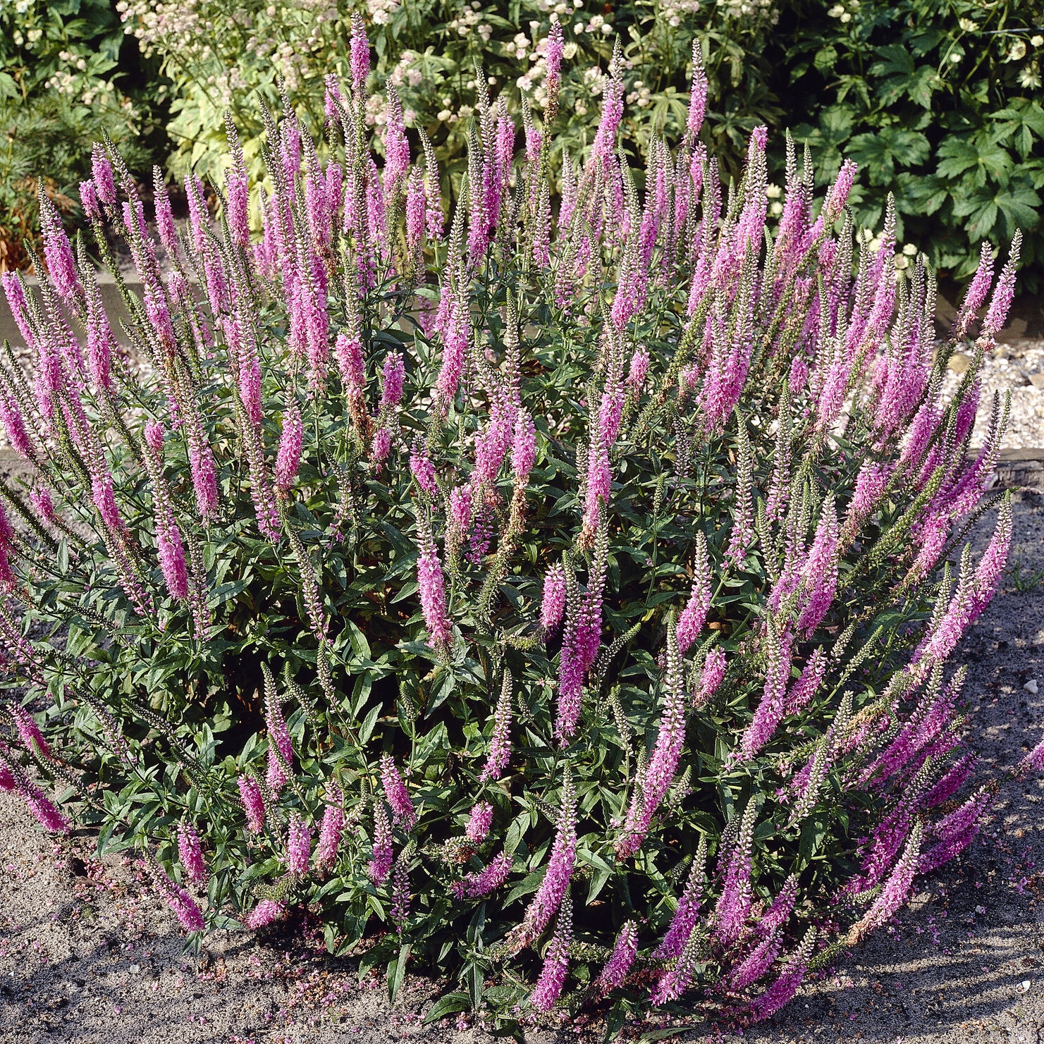 Ereprijs Pink Damask - Image 3
