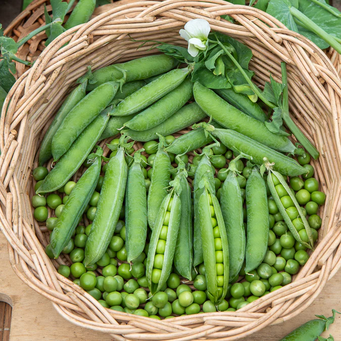 Erwt 'Petit Provençal' - Image 2