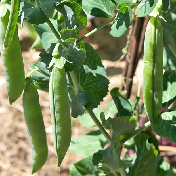 Erwt 'Petit Provençal' - Image 3