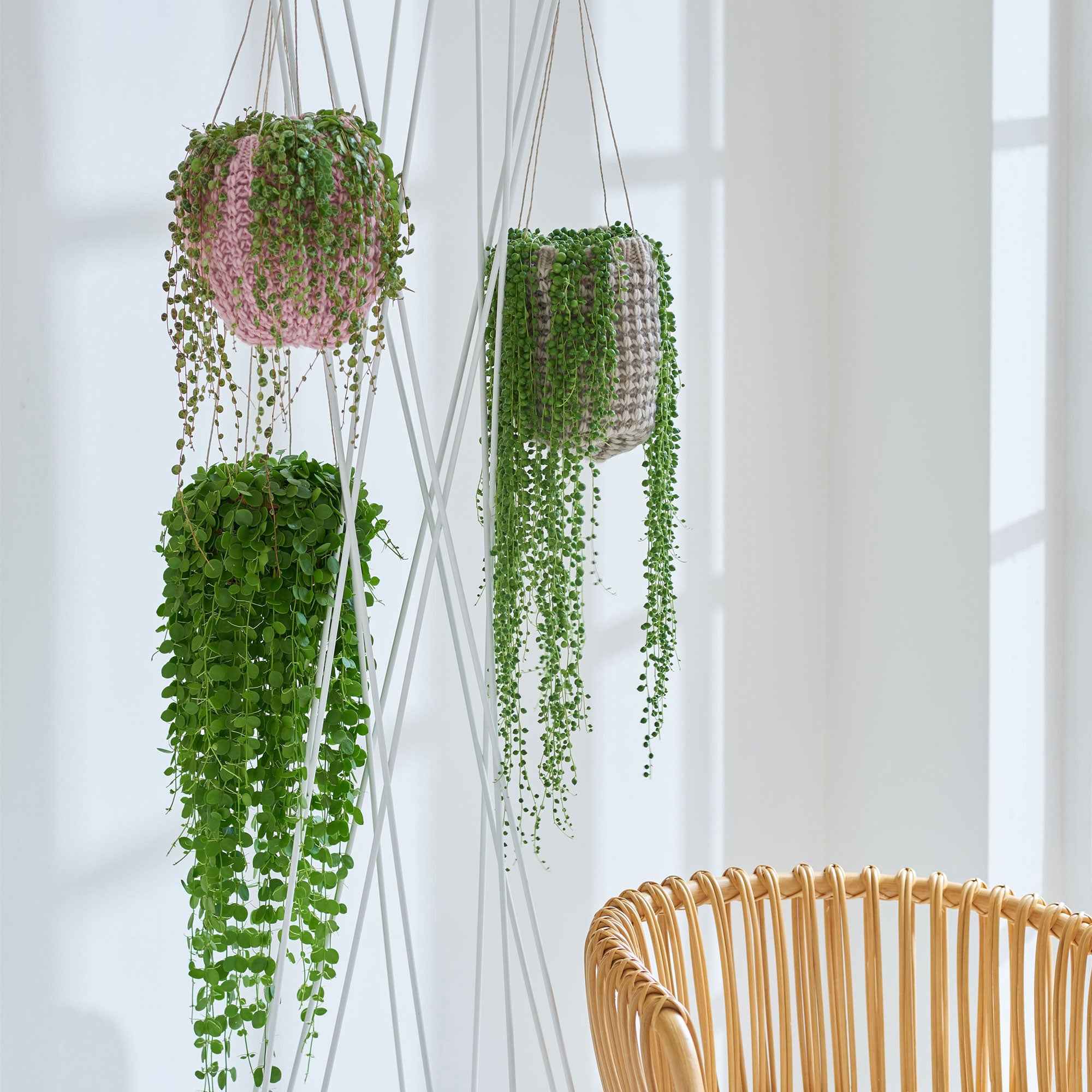 Erwtenplant Senecio herreianus  - Hangplant