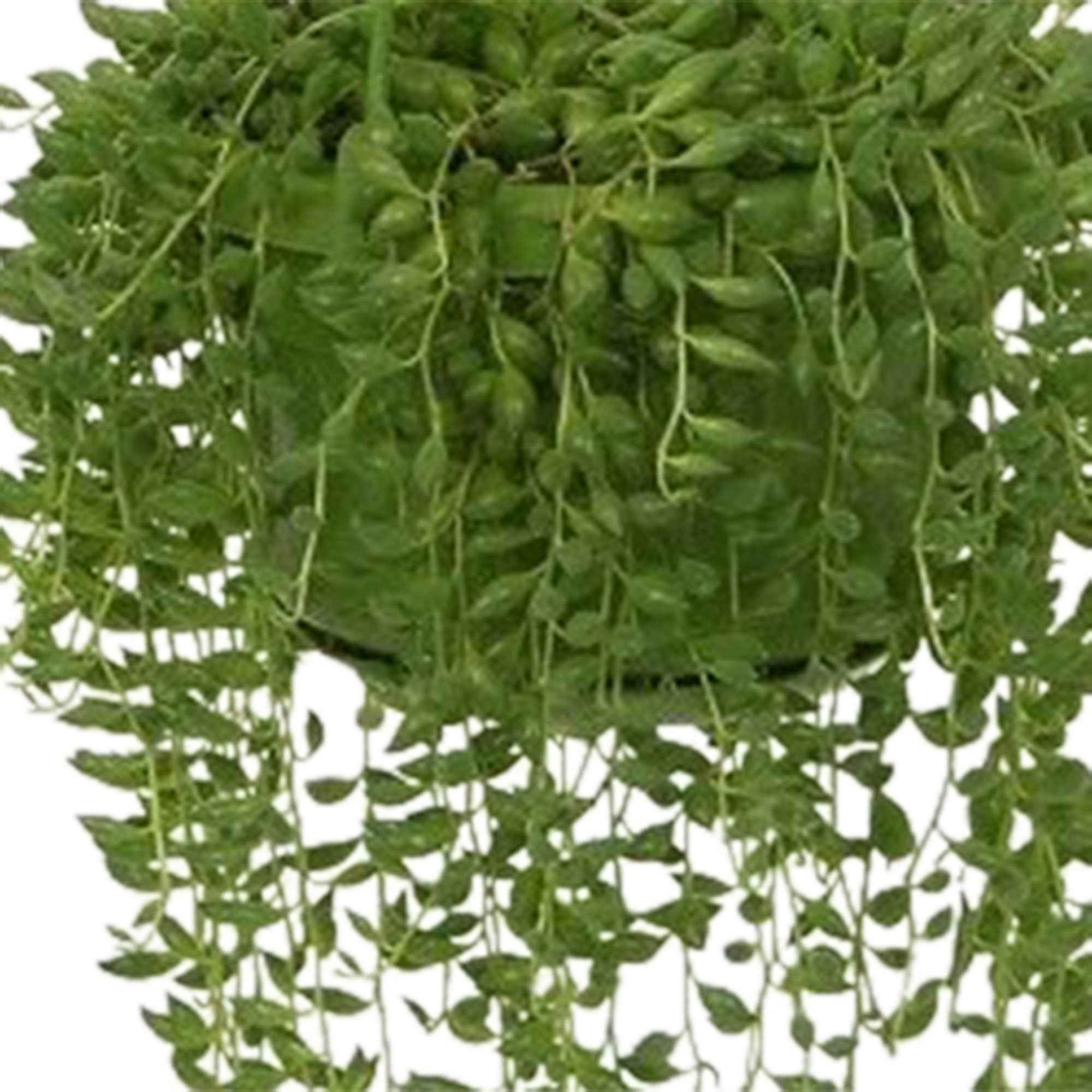 Erwtenplant Senecio herreianus  - Hangplant - Image 2
