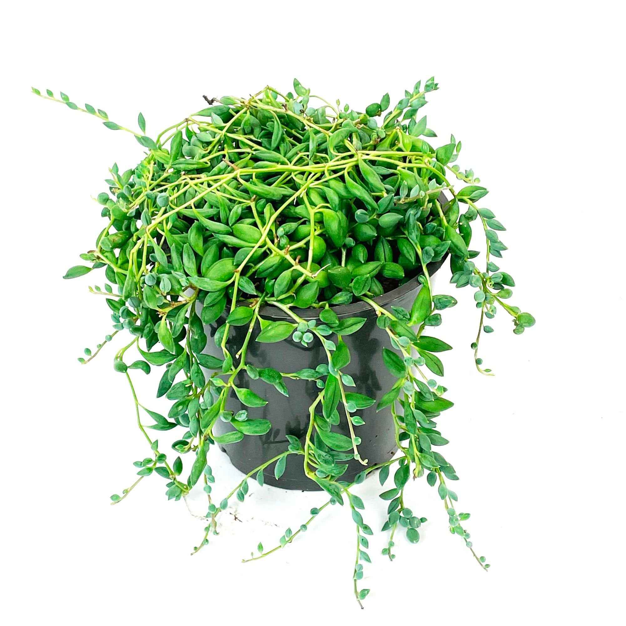 Erwtenplant Senecio herreianus  - Hangplant - Image 3