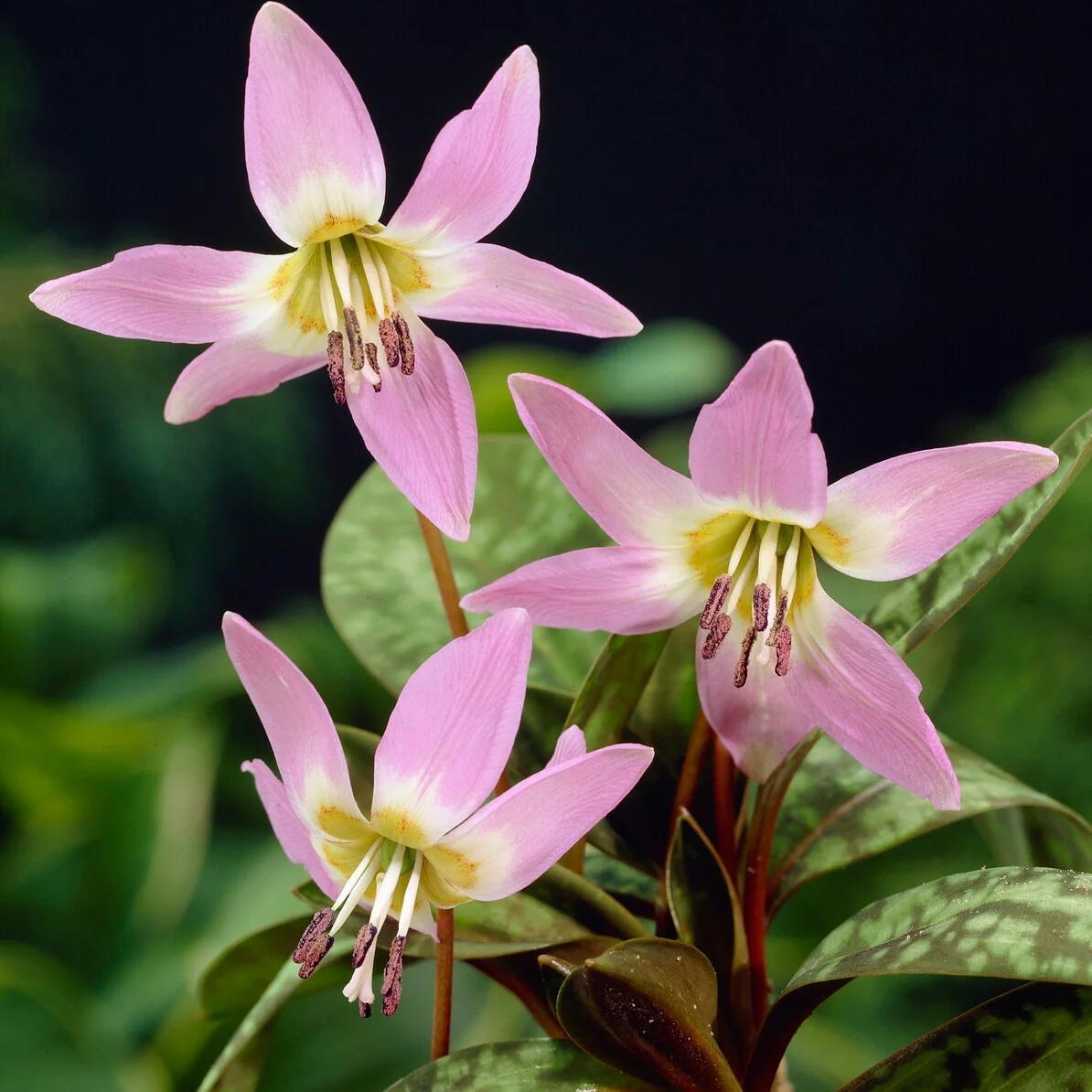 Erythronium Purple King*