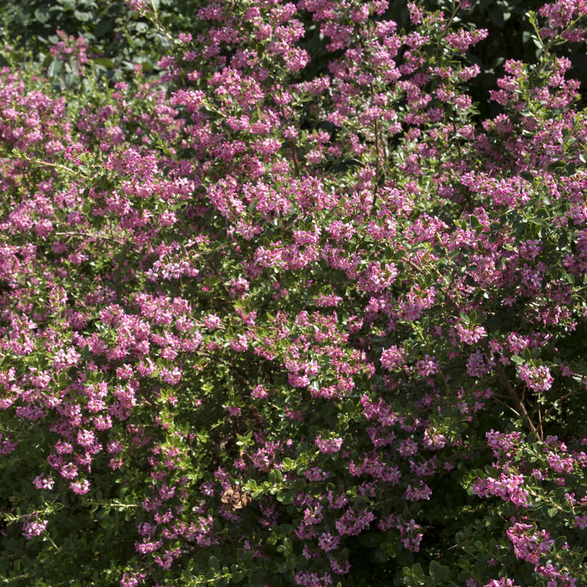Escallonia Donard Seedling - Image 3
