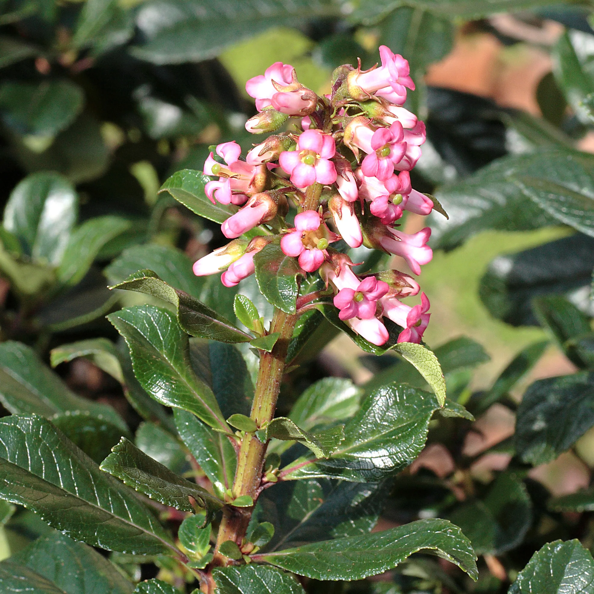 Escallonia Macrantha