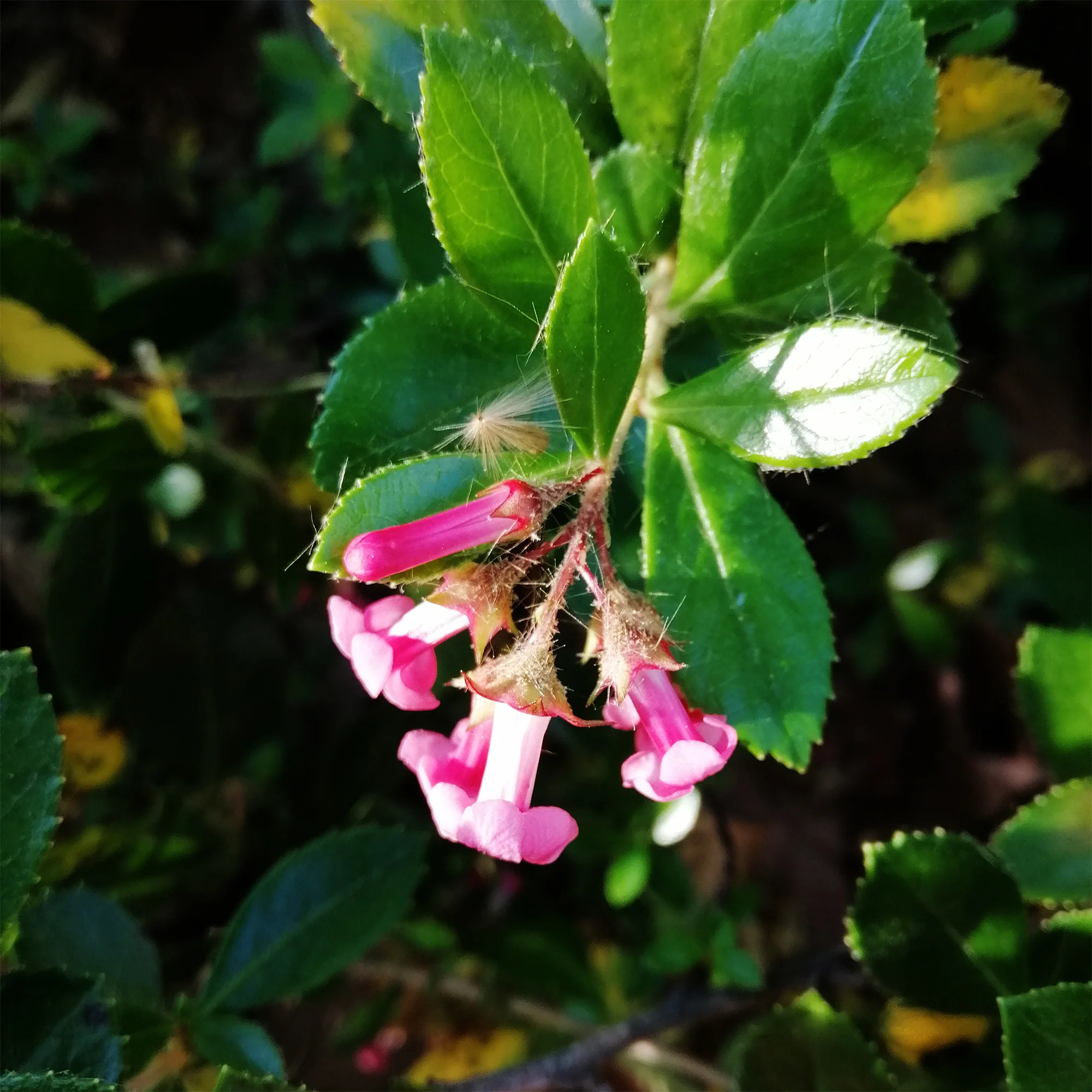 Escallonia Macrantha - Image 2