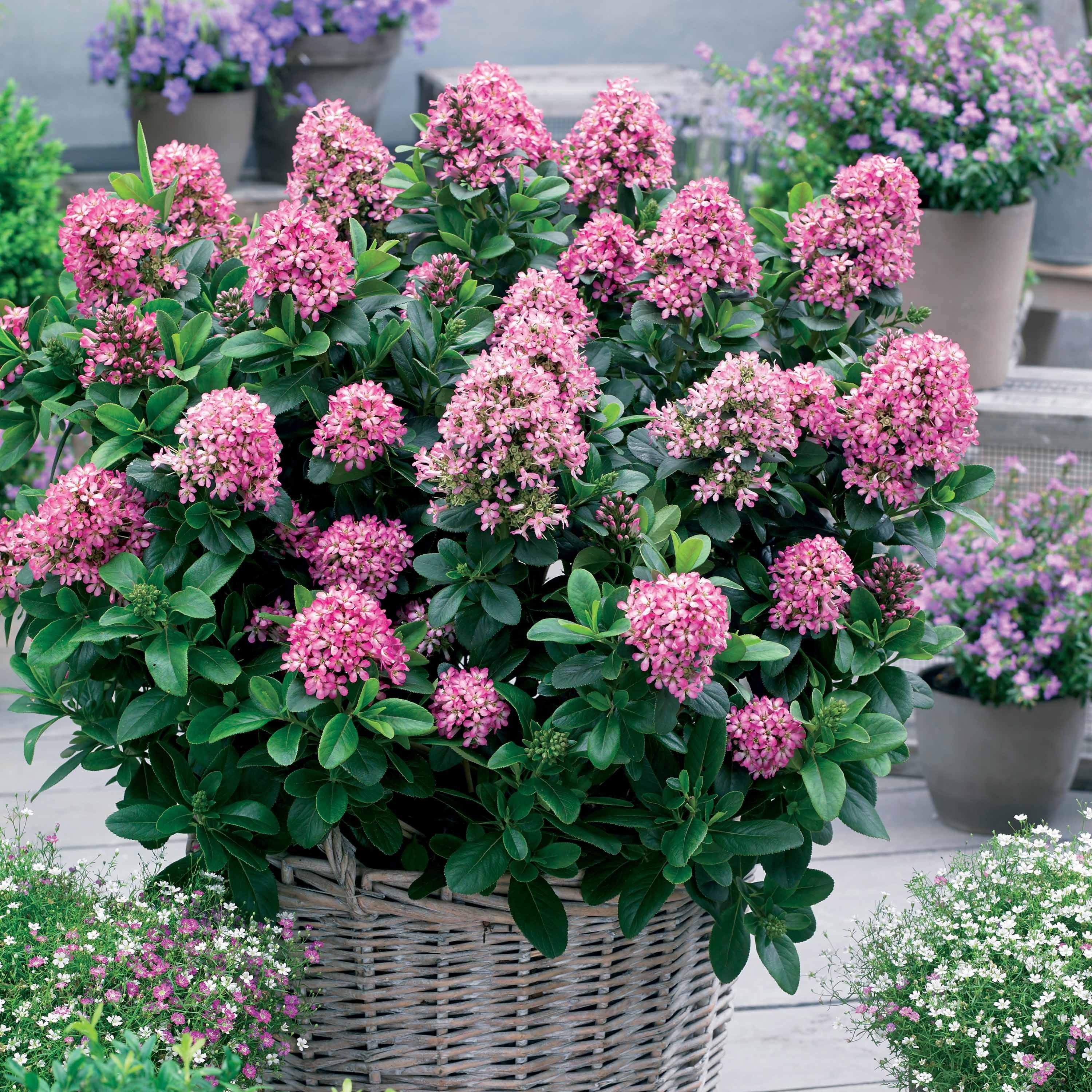 Escallonia 'Pink Elle'