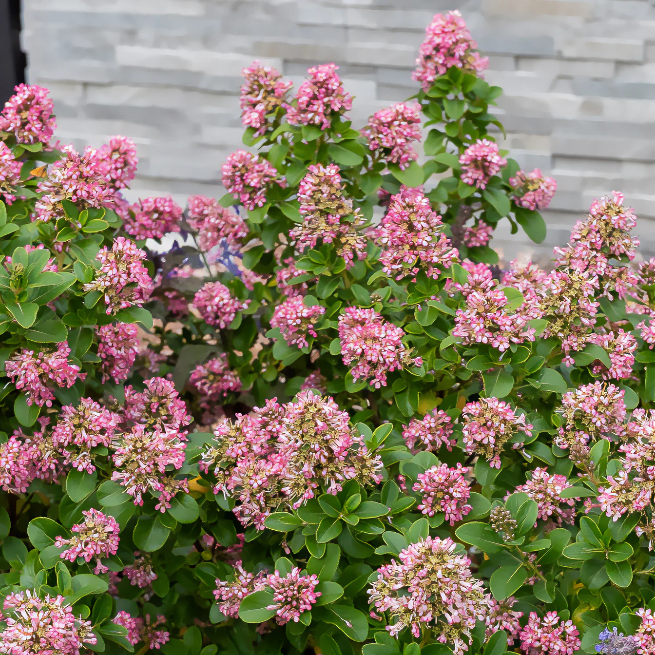 Escallonia 'Pink Elle' - Image 2