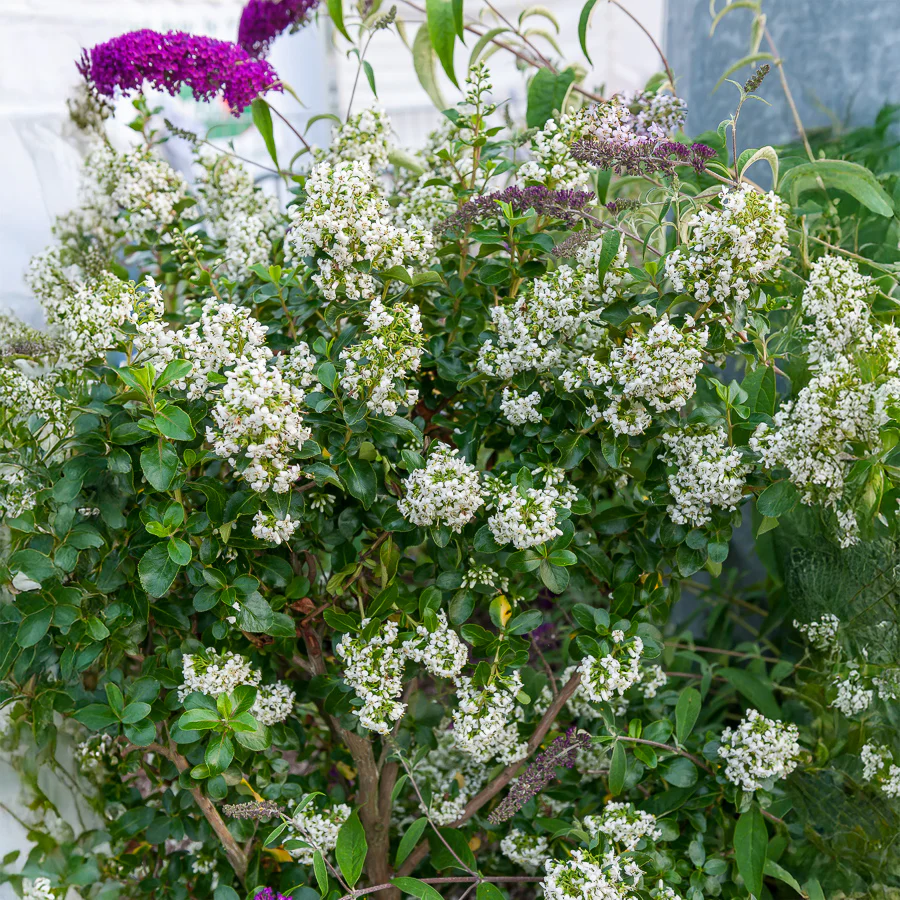 Escalonia 'Iveyi'